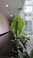 Beautiful White Spathiphyllum flower or Peace Lily as ornamental plant. photo