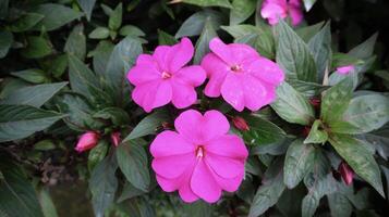 hermosa amatista sónica sunpatien flor violeta impaciente que florece en el jardín. foto