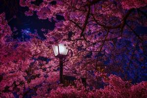 cherry blossom night background in a high-quality theme.