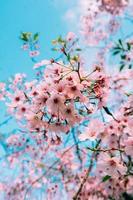 cherry blossom background in a high-quality image