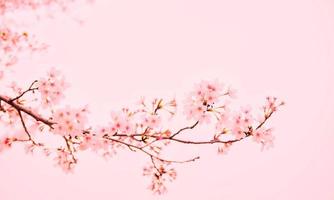 cherry blossom background with high and unique quality photo