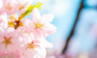 cherry blossom background with unique quality.