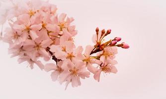 cherry blossom background with unique and high quality.