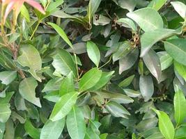 plantas de hoja verde y hierba alrededor de las calles foto