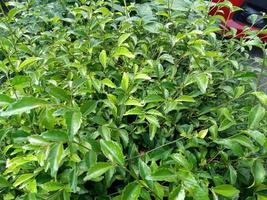 plantas de hoja verde y hierba alrededor de las calles foto