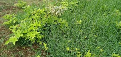 plantas de hoja verde y hierba alrededor de las calles foto