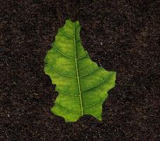 Luxembourg map made of green leaves on soil background ecology concept photo