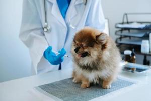 Pomeranian dog getting injection with vaccine during appointment in veterinary clinic photo