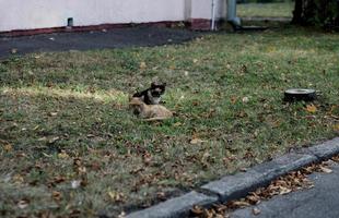 two cute cats photo