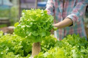 Organic farming, salad farm. Farmers harvest salad vegetables into wooden boxes in rainy. Hydroponics vegetable grow naturally. greenhouse garden, Ecological Biological, Healthy, Vegetarian, ecology photo