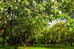 Closeup of White flourishing spring trees in the park. Spring banner with place for text.Selective focus photo