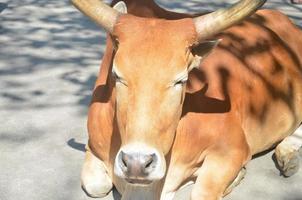 Brown domestic cow sits on the ground of the road at the countryside, natural sunlight. photo