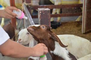 Goat farm organizes milk feeding activities for young goats photo