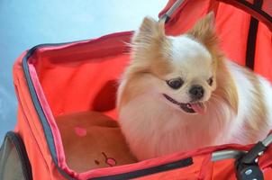 Dog breed Chihuahua sitting in a red stroller happy photo