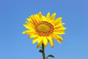 grandes girasoles contra el cielo y el paisaje de fondo borroso, girasol, naturaleza foto