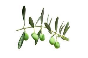 green twig of olive tree branch with berries isolated on white background photo