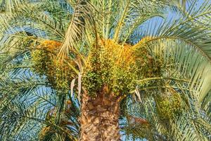 grupo de dátiles verdes colgando de una palmera datilera madurando lentamente foto