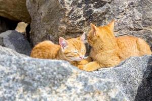 Cat sleeping peacefully in the sun on a stone on a beach, in sunny day photo