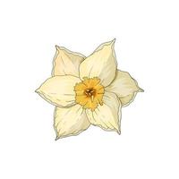 flor de narciso aislado en blanco. ilustración vectorial dibujada a mano. vector