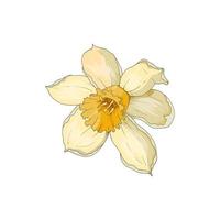 Narcissus flower isolated on white. Hand-drawn vector illustration.