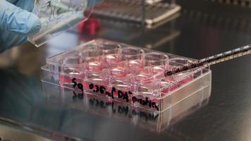 concepto de cultivo biológico de células. cultivo de células en el gabinete de seguridad, haciendo una investigación en el laboratorio.