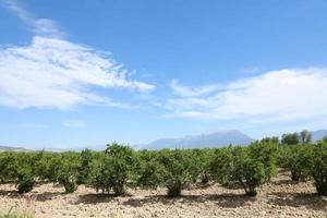 Row of pomegranate trees with ripe fruits on green branches photo