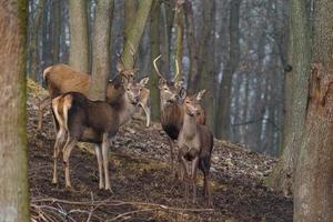 Red deer in forest photo