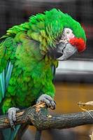 Mexican military macaw photo