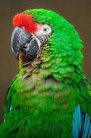 Mexican military macaw photo