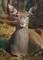 Red deer in forest photo