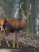 Red deer in forest photo