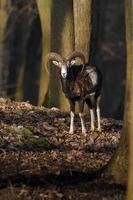 Mouflon in forest photo