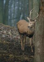 Red deer in forest photo