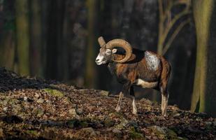 muflón en el bosque foto