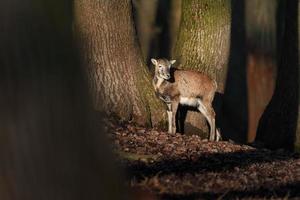 muflón en el bosque foto