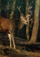 Red deer in forest photo