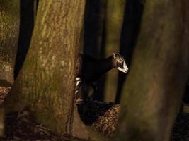 Mouflon in forest photo