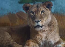 león africano en zoológico foto