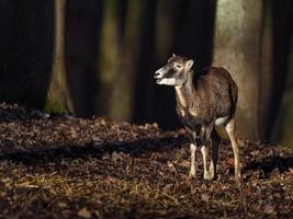 Mouflon in forest photo