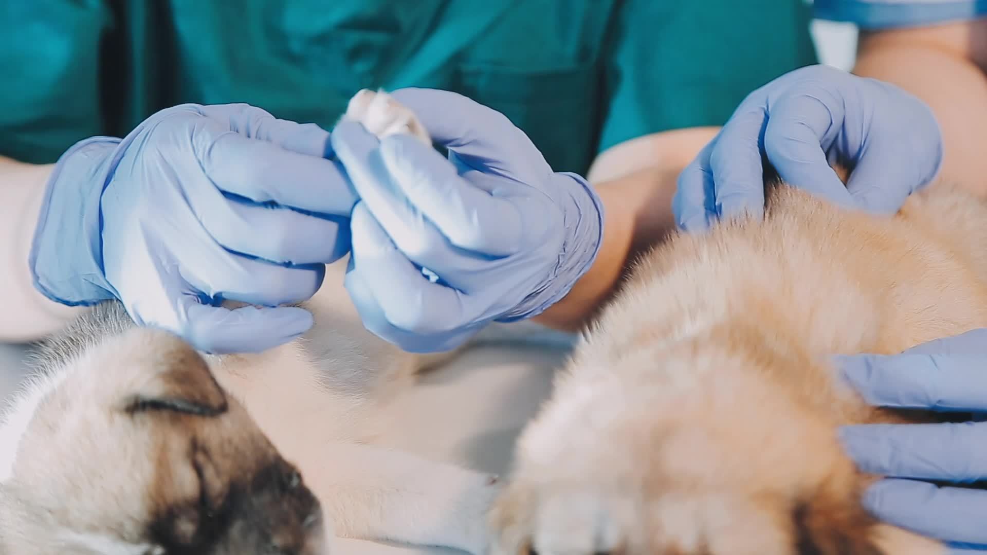 Checking the breath. Male veterinarian in work uniform listening to the