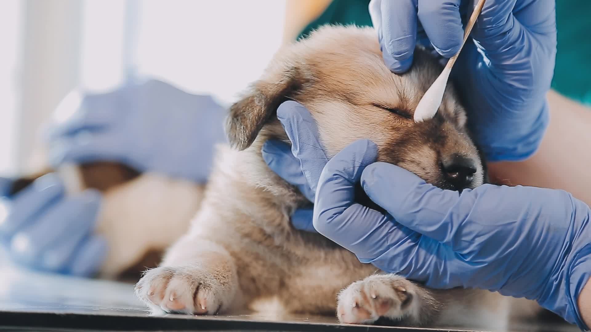 Checking the breath. Male veterinarian in work uniform listening to the