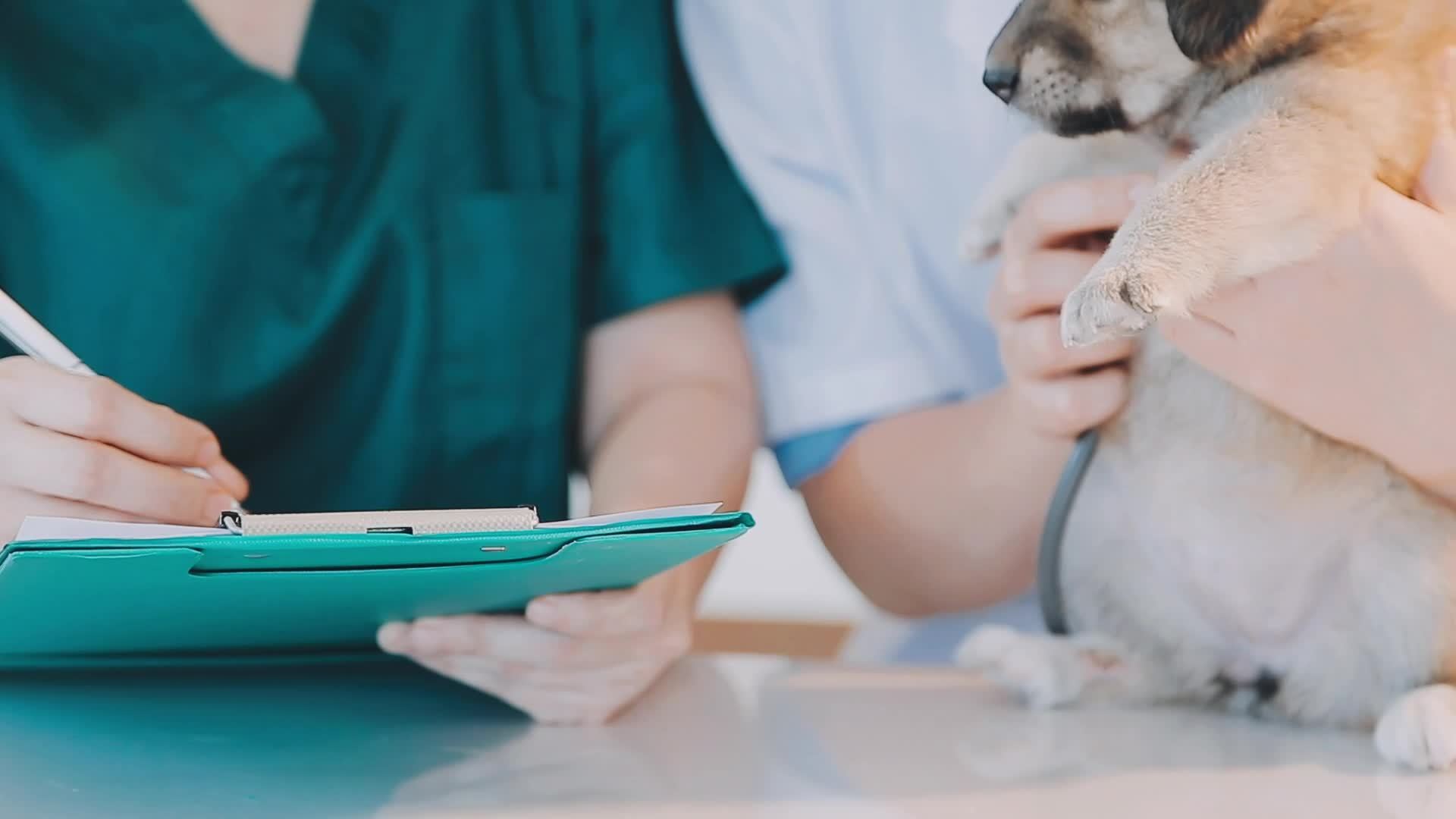 Checking the breath. Male veterinarian in work uniform listening to the