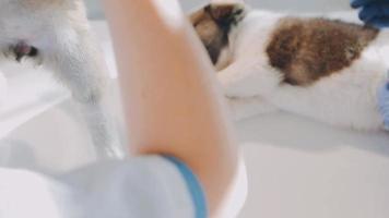 Checking the breath. Male veterinarian in work uniform listening to the breath of a small dog with a phonendoscope in veterinary clinic. Pet care concept video