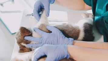 Checking the breath. Male veterinarian in work uniform listening to the breath of a small dog with a phonendoscope in veterinary clinic. Pet care concept video