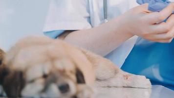 comprobando la respiración. veterinario masculino con uniforme de trabajo escuchando el aliento de un perro pequeño con un fonendoscopio en una clínica veterinaria. concepto de cuidado de mascotas video