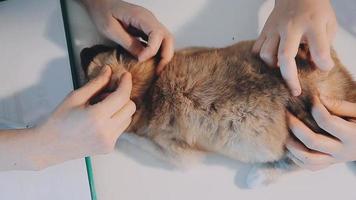 Checking the breath. Male veterinarian in work uniform listening to the breath of a small dog with a phonendoscope in veterinary clinic. Pet care concept video