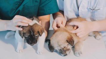 vérifier la respiration. vétérinaire masculin en uniforme de travail écoutant le souffle d'un petit chien avec un phonendoscope dans une clinique vétérinaire. concept de soins pour animaux de compagnie video