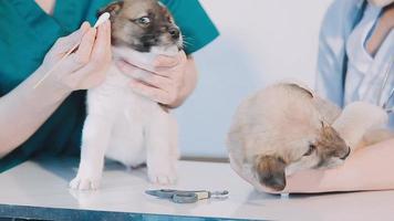 controle de adem. mannetje dierenarts in werk uniform luisteren naar de adem van een klein hond met een phonendoscope in veterinair kliniek. huisdier zorg concept video