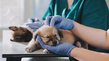 controllo il respiro. maschio veterinario nel opera uniforme ascoltando per il respiro di un' piccolo cane con un' fonendoscopio nel veterinario clinica. animale domestico cura concetto video