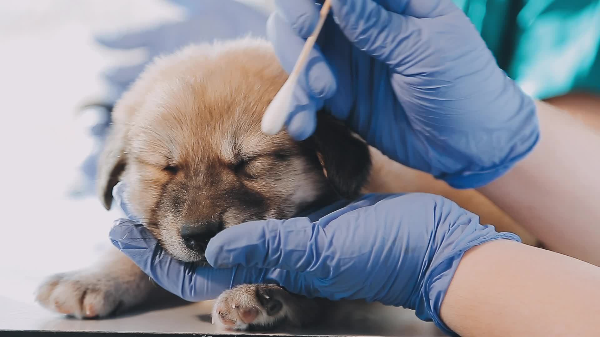 Checking the breath. Male veterinarian in work uniform listening to the